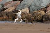 AMSTAFF ADULT 251